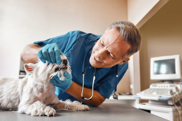 Best Emergency Dental Care for Trauma or Injury in Gamerco, NM